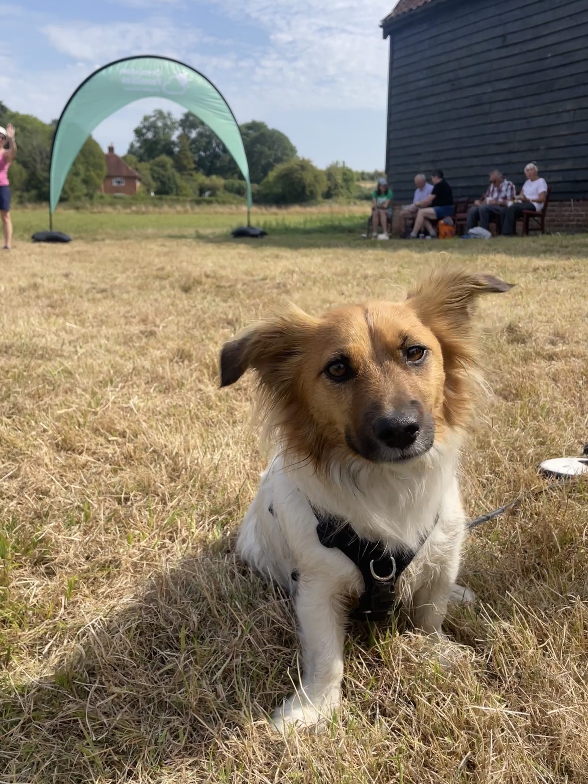 A dog sits on grass in front of an Ormiston Families arch banner